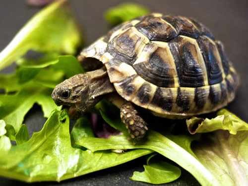eating-turtle.jpg