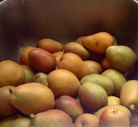 Pears Early September 2.jpg
